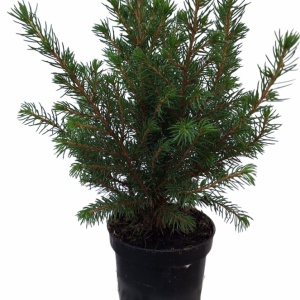 Picea Glauca Cinica