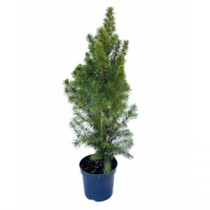 Picea Glauca Cinica