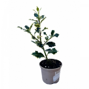 Ilex