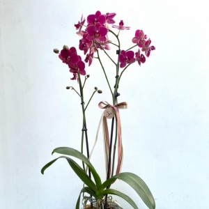 Plalaenopsis Pot/ 2 trunk