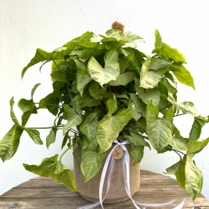 Syngonium Pot