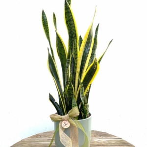 Sanseveria Pot