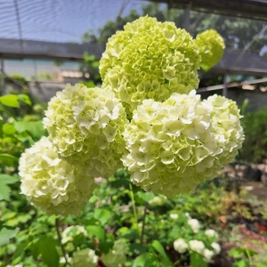 Viburnum Opulus