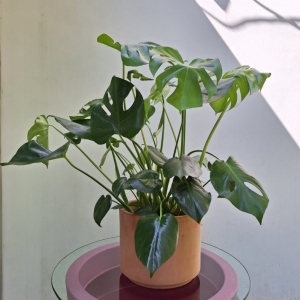 Monstera & Pot