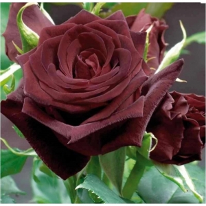 Black Baccara