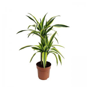 DRACAENA LEMON LIME