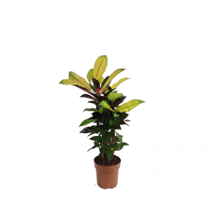 Croton