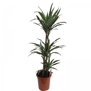 Dracaena Warneckii