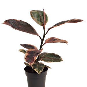 Ficus Elastica Var.