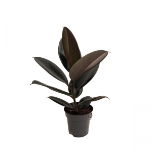 Ficus Elastica
