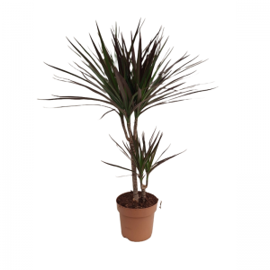 Dracaena Marginata