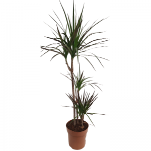 Dracaena Marginata 3stem