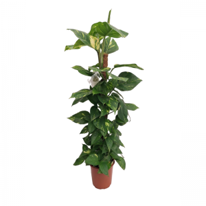 Epipremnum Aureum