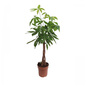 Pachira Aquitica