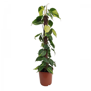 Philidendron Brazil