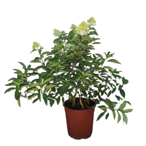 Hydrangea Paniculata