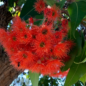 EUCALYPTUS FICIFOLIA