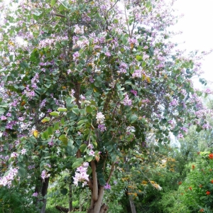 Bauchinia