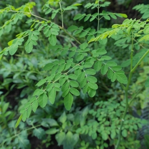 Moringa oleifera