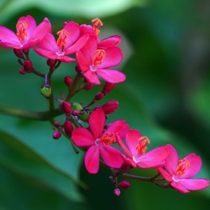 Jatropha Integerrima