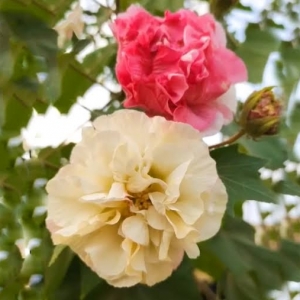 Hibiscus Mutabilis