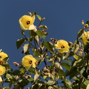 Hibiscus Tiliaceus