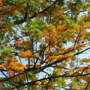Grevillea Robusta
