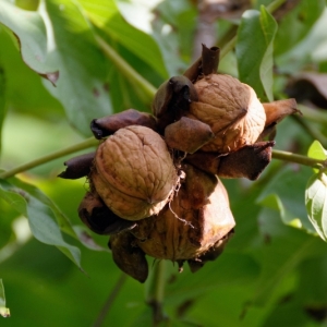 Cypriot Walnut