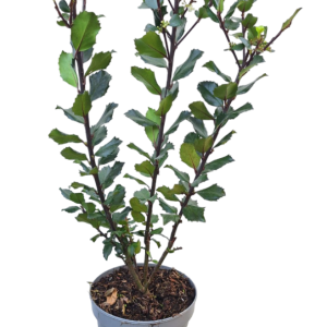Ilex pot 19