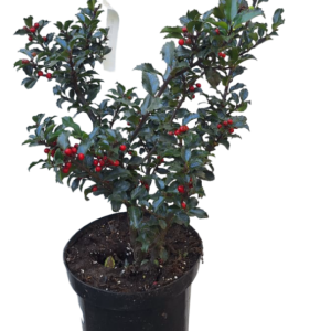 Ilex 65cm