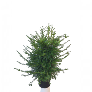 Taxus Baccata