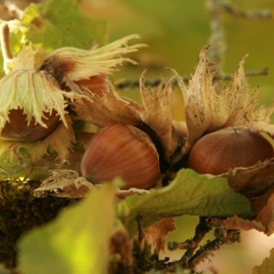 Hazelnuts