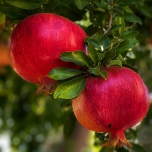 Ροδιά Σοκολάτα