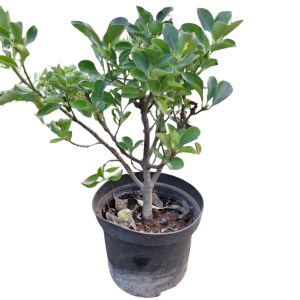 Euonymus Green