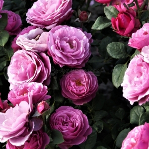 731.30 ΚΑΦΕ ΦΑΣΕΤ / KAFFE FASSET