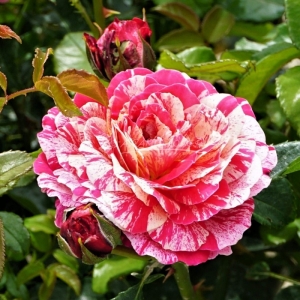 360.20 ΑΜΠΡΑΚΑΝΤΑΜΠΡΑ / ABRACADABRA ®