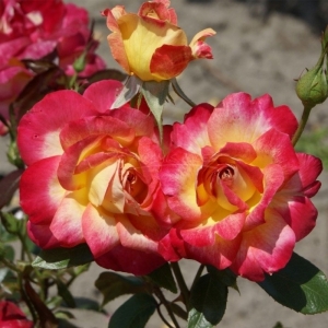 002.90 ΠΙΝΕΛΙΕΣ ΤΟΥ ΚΑΛΟΚΑΙΡΙΟΥ