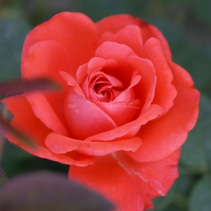 070.00 ΥΠΕΡΛΑΜΠΡΟ ΑΣΤΡΟ / ETOILE BRILLANTE