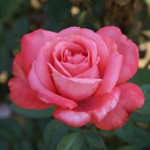 010.10 ΩΡΑΙΑ ΕΛΕΝΗ / BELLE HELENE ®