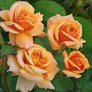 182.00 ΑΡΩΜΑΤΙΚΟ ΝΕΦΟΣ / PERFUMED CLOUD