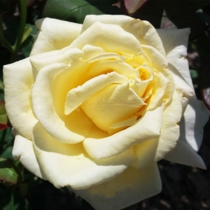 103.60 ΛΕΜΟΝ ΠΑΪ / LEMON PIE