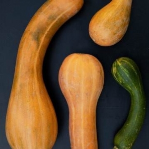 Κολοκυθάκι Πάλκαπα