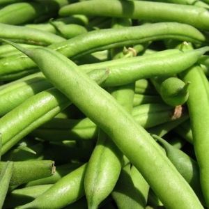 Φασολάκι Αναρριχώμενο