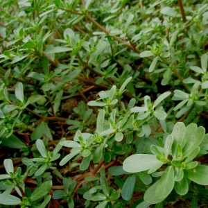 Γλιστιρίδα