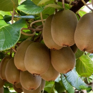 ΑΚΤΙΝΙΔΙΟ ΘΗΛΥΚΟ