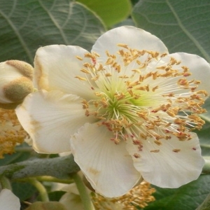 ΑΚΤΙΝΙΔΙΟ ΑΡΣΕΝΙΚΟ