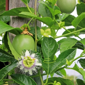 Φρούτο του Πάθους/Passion Fruit
