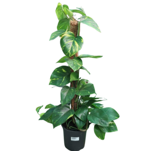 SCINDAPSUS AUREUM
