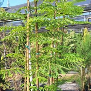 Delonix Regia-Flambouayant tree