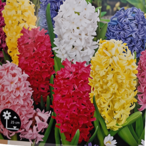 Hyacinthus